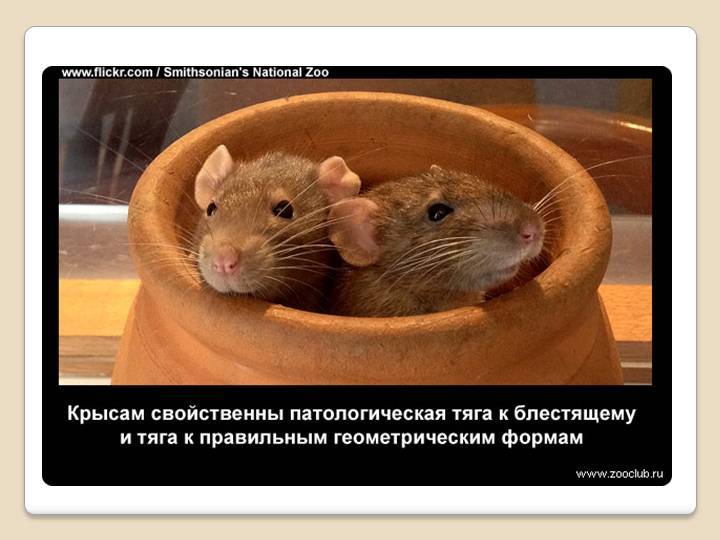 Черная крыса: описание и интересные факты о жизни грызуна (обновлено)