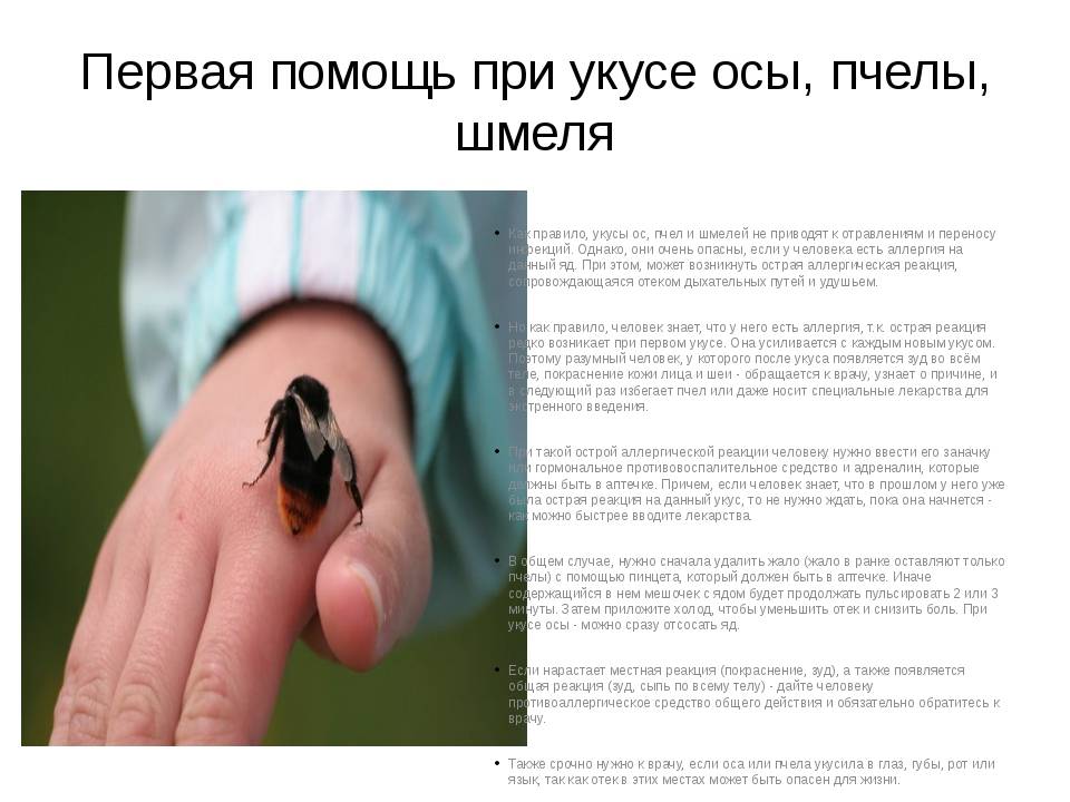 Укус дегу: опасен ли и что делать, если укусил до крови