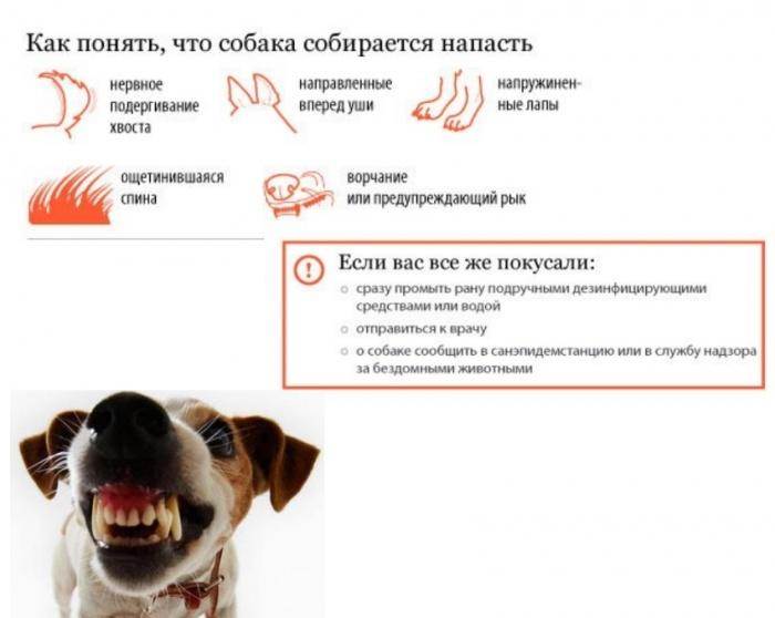 Диагностика ранних стадий беременности