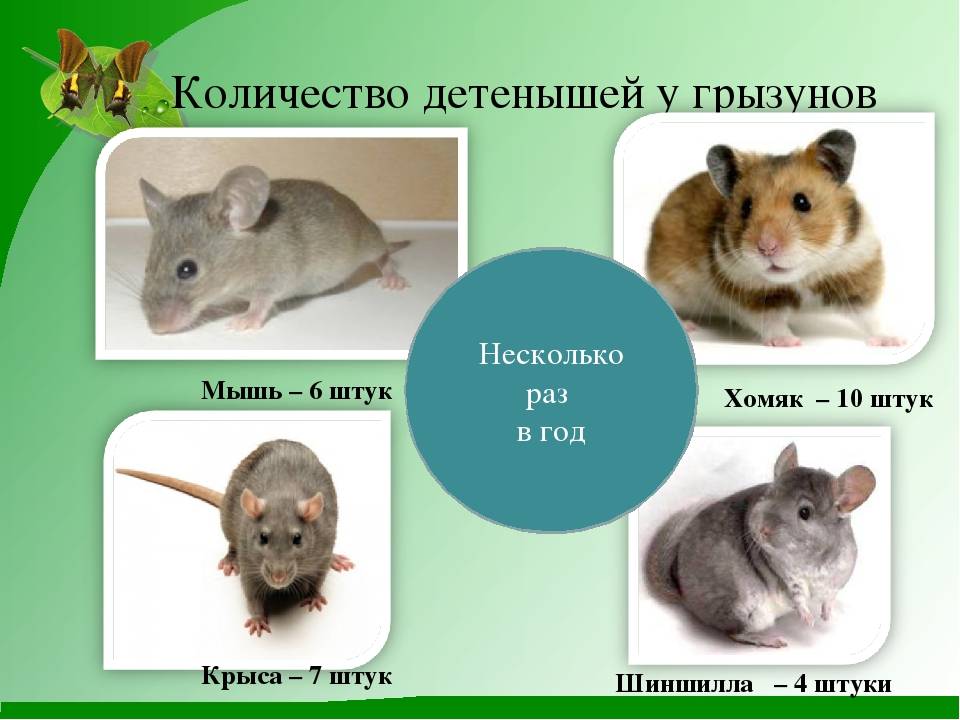 Такие разные грызуны: какого питомца выбрать для квартиры, частного дома, для ребенка