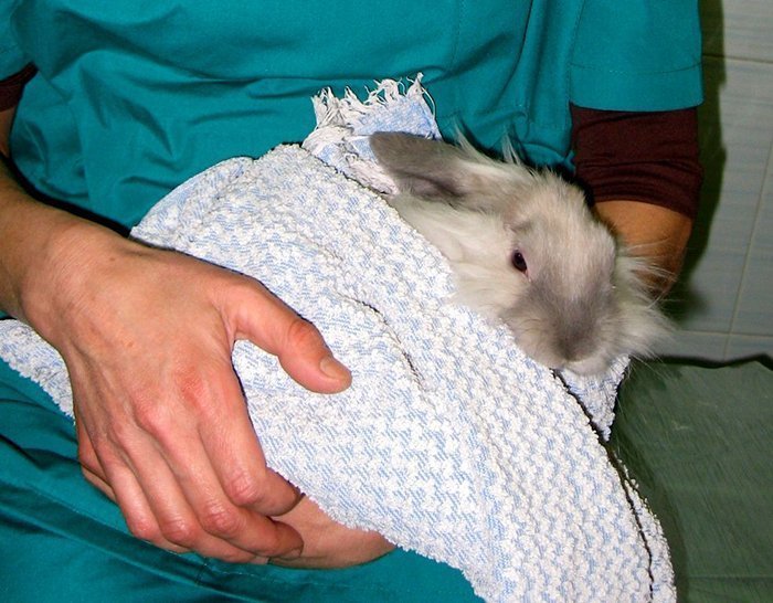 Кастрация декоративных кроликов своими руками, закрытым и открытым способом