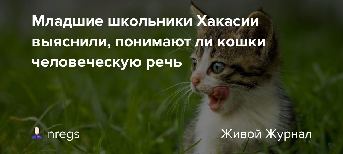 Понимают ли кошки людей: как распознают через интонацию, жесты и запах, кошачья телепатия — правила содержания и разведения кошек с ветеринаром евгением кулешовым
