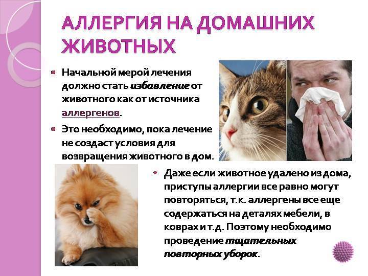 Как быть, если у вас аллергия на шерсть?