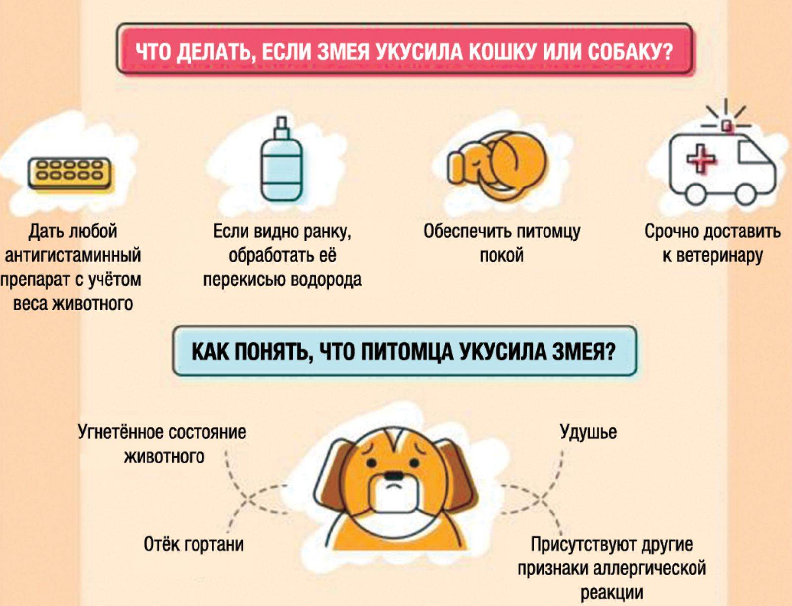 Укусила кошка и опухла рука: как помочь пострадавшему