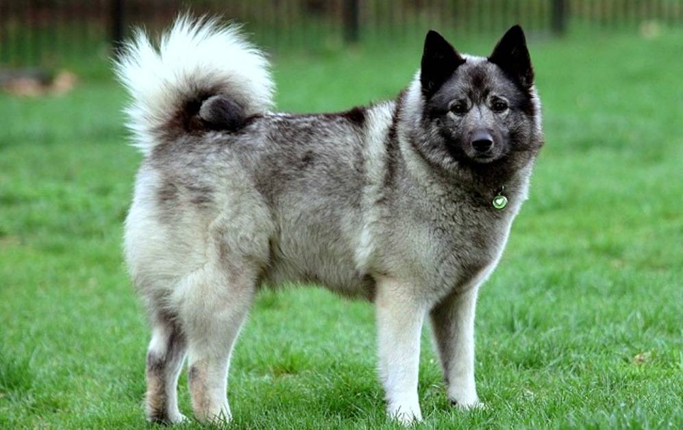 Норвежская лайка