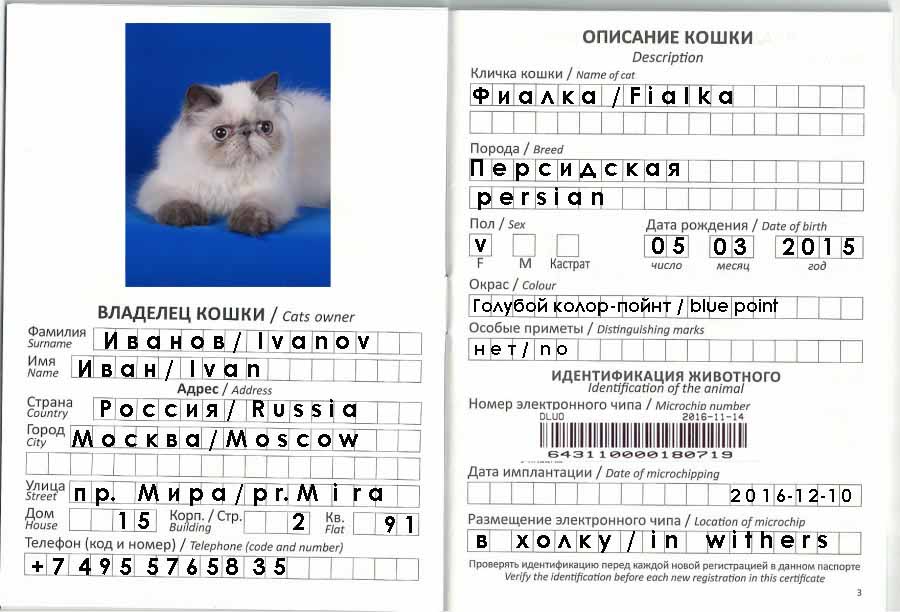 Как заполнить ветеринарный паспорт правильно: зачем нужен, образец оформления для собак и кошек