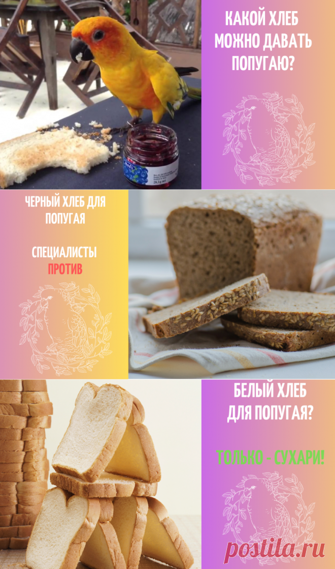 Инструкция, как и чем кормить волнистого попугая в домашних условиях