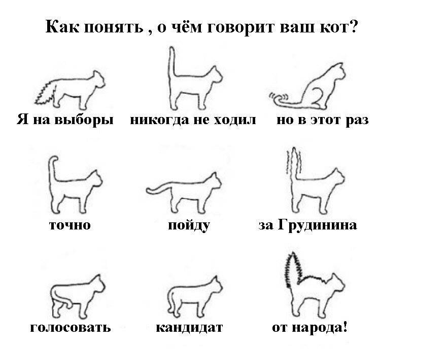 Как понимать кошку и общаться с ней: словарь-переводчик кошачьих звуков и жестов хвоста