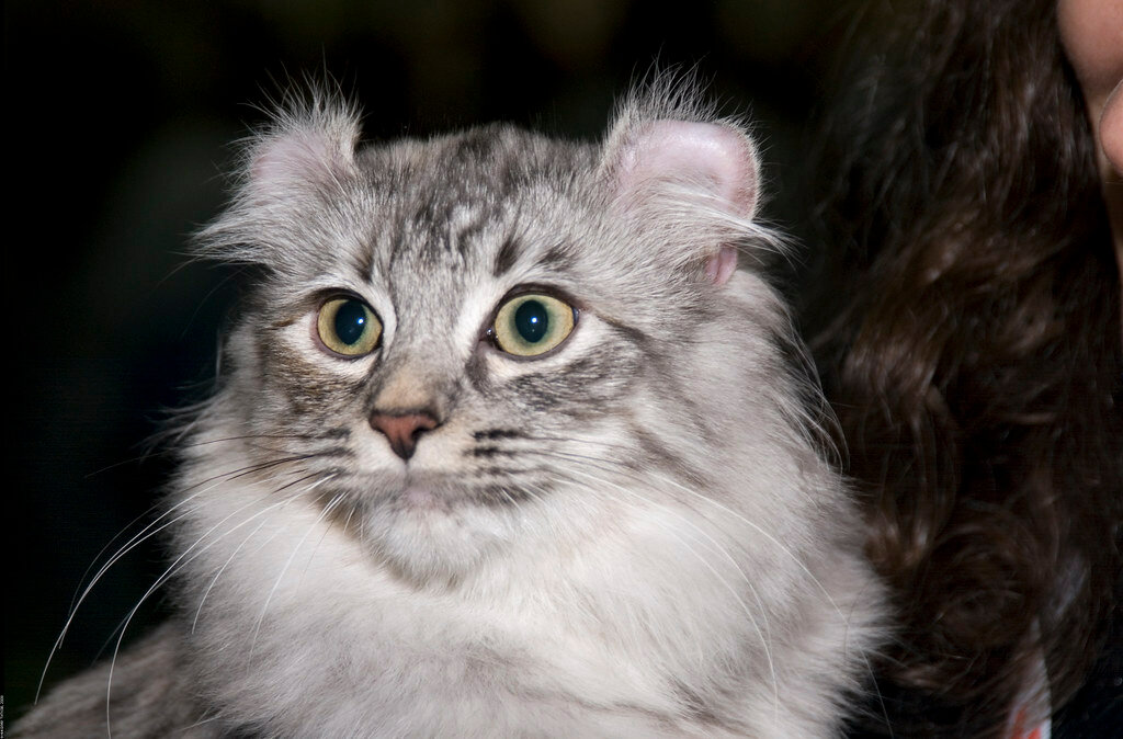 Американский керл - описание породы и характер кошки
