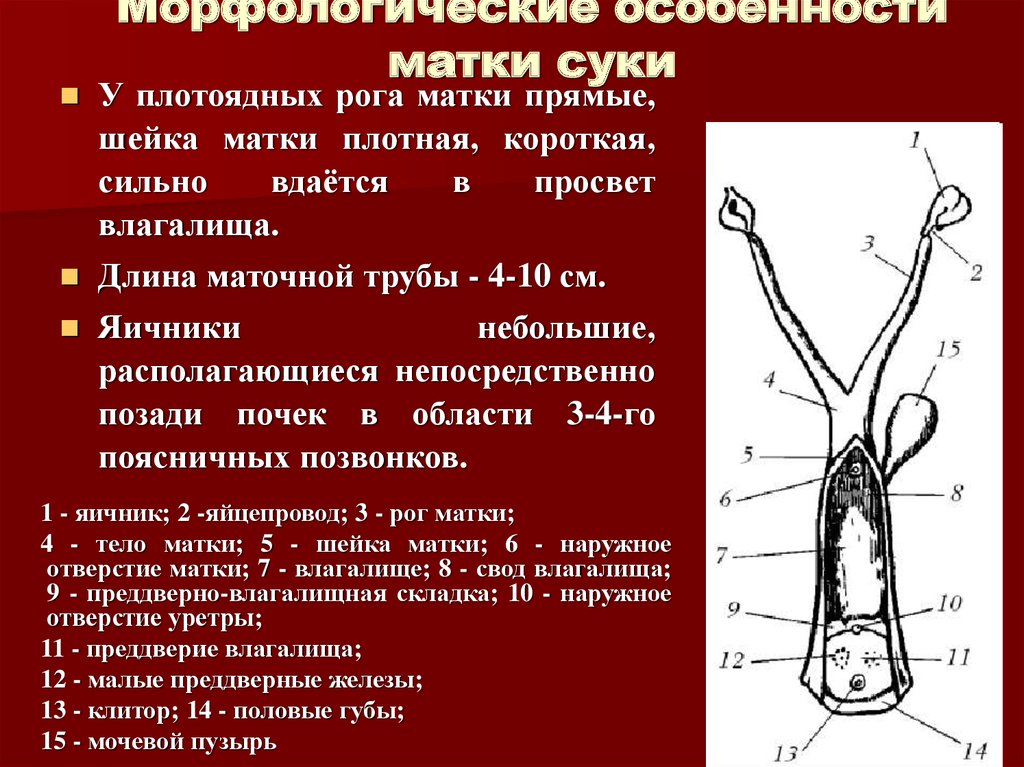Описание строения вагин, пенисов и других половых органов у собак