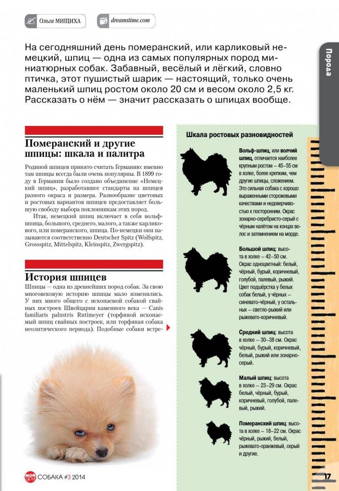 Виды шпицев: карликовый и финский.