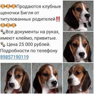 Бигль: большой обзор породы (+ фото и видео) | ваши питомцы