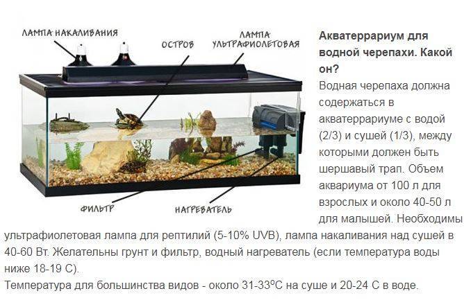 Вода для красноухой черепахи: какую использовать, сколько наливать в аквариум