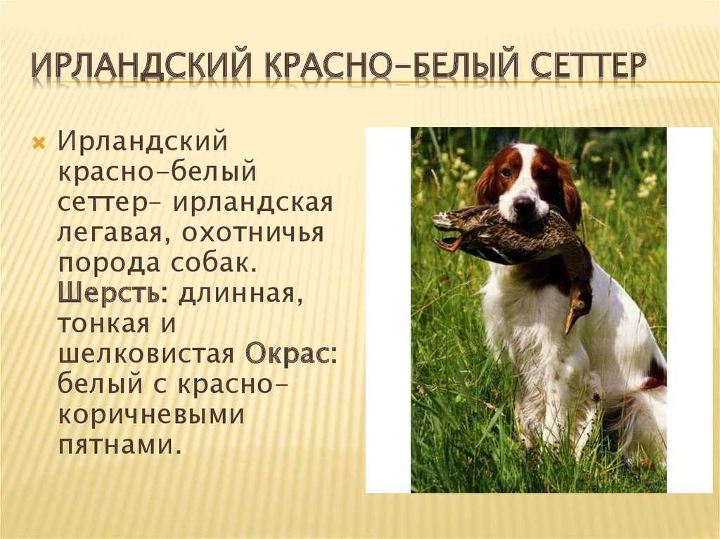 Все разновидности породы собак сеттер с фото