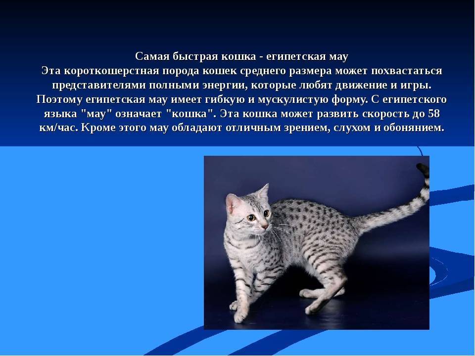 ᐉ египетская мау - описание пород котов - ➡ motildazoo.ru