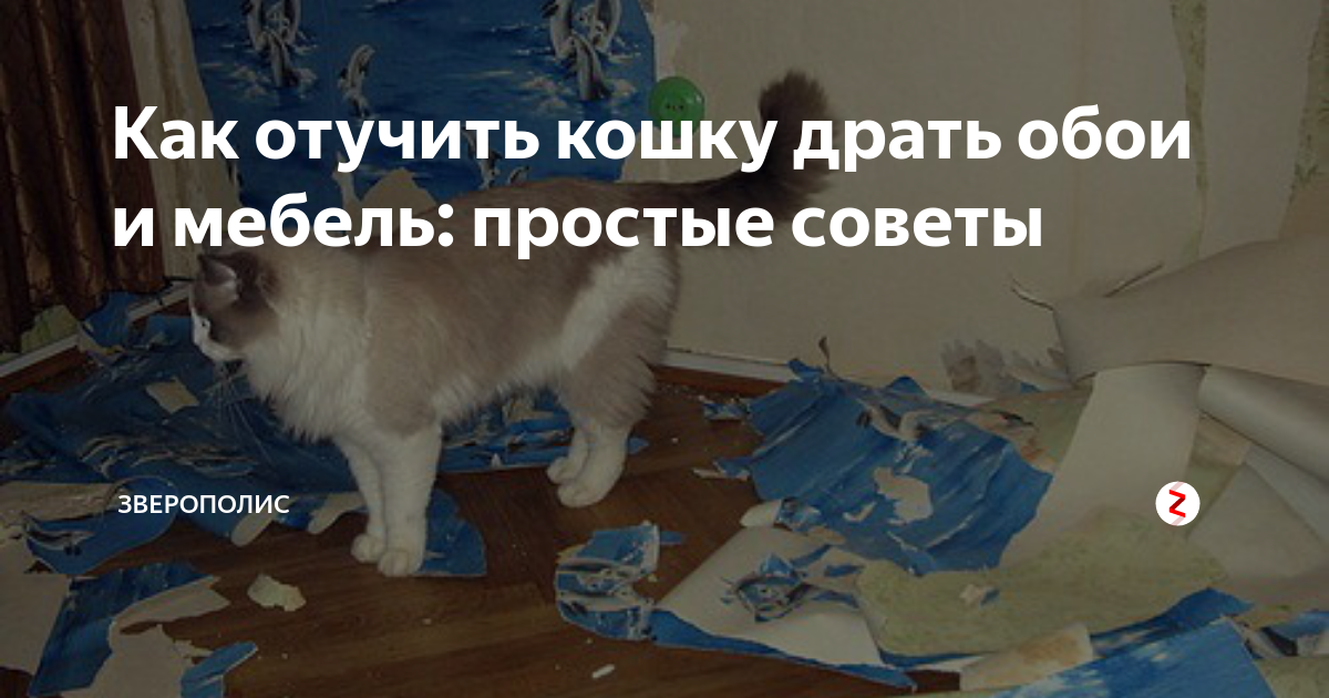 Как отучить кошку драть обои и мебель: советы и рекомендации экспертов | ваши питомцы