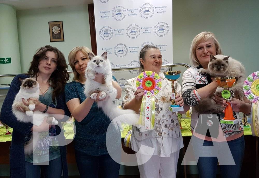 Что нужно знать, чтобы стать заводчиком кошек?