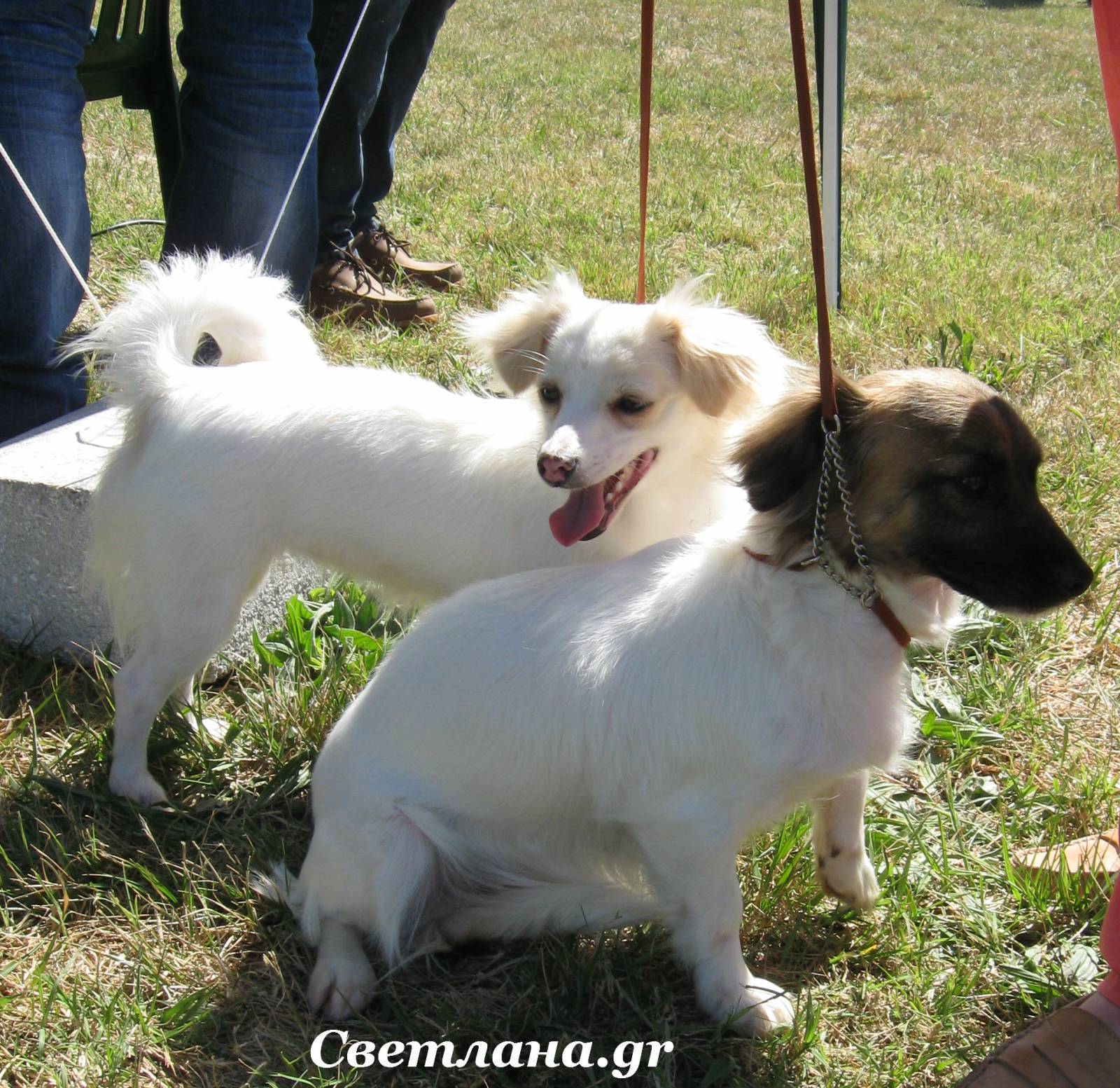 Алопекис