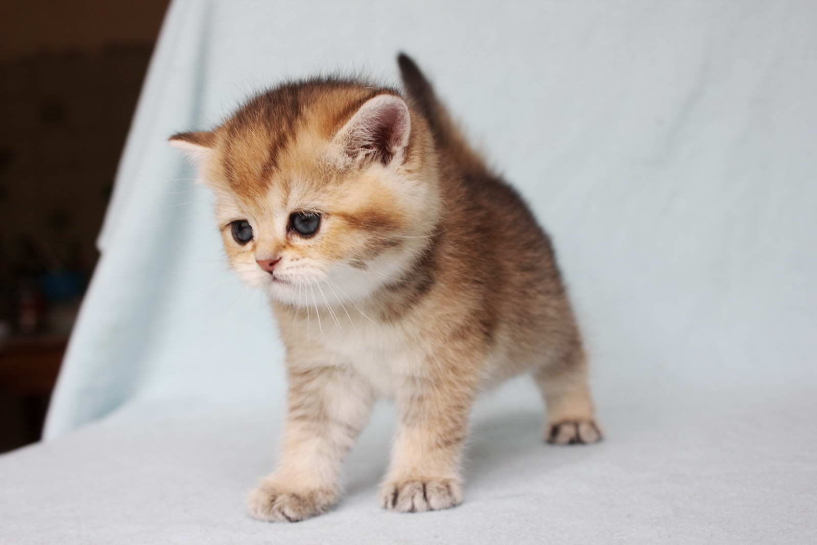 ᐉ самые маленькие кошки - ➡ motildazoo.ru