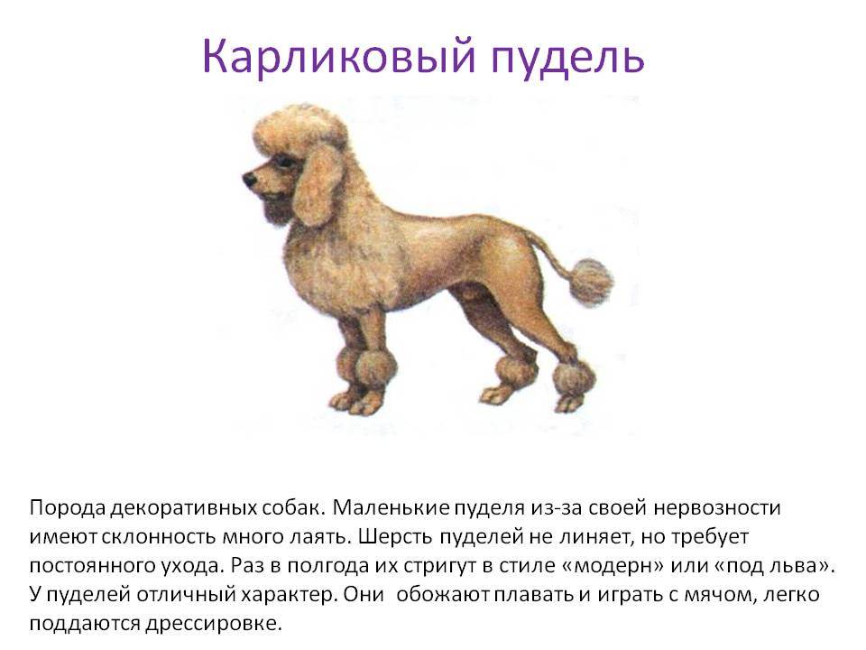 Пудель