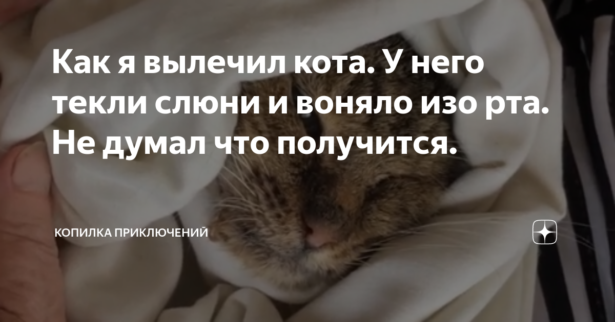 У котенка текут слюни — причины и лечение