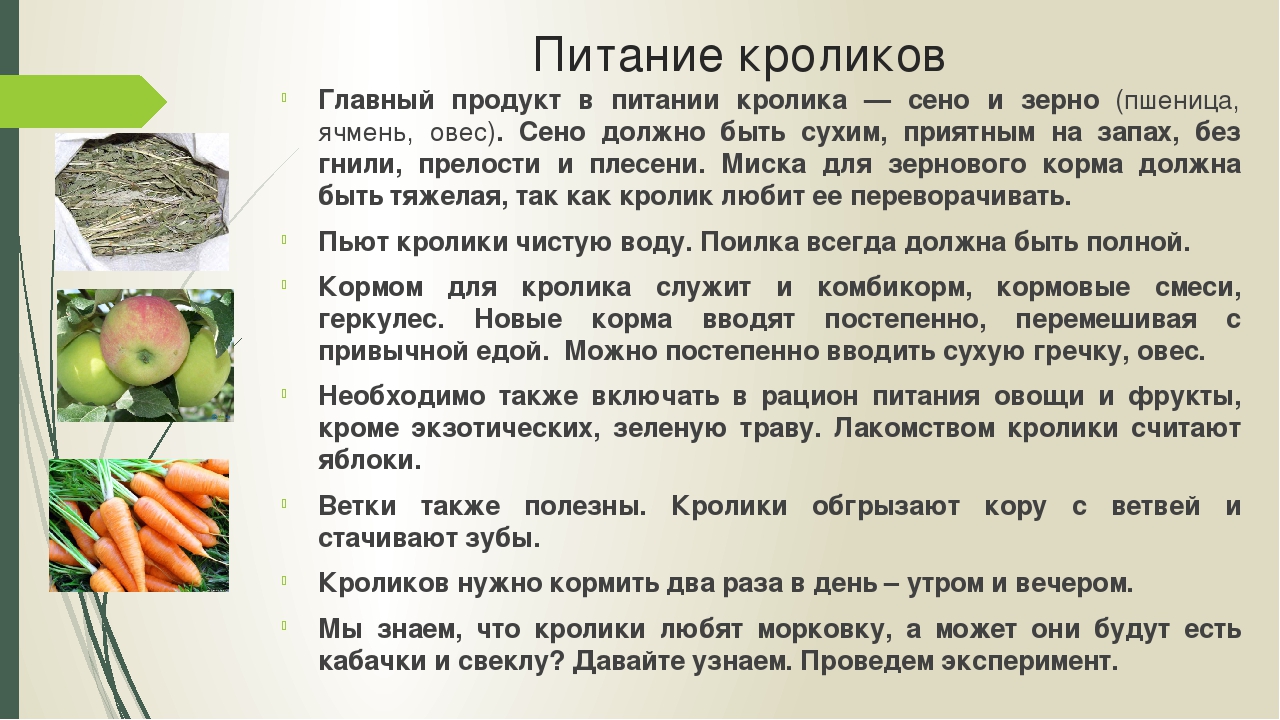 Можно ли кормить кроликов хлебом? хлеб кролям: польза или вред?