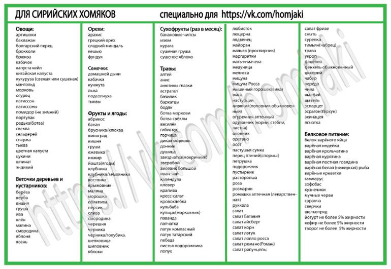 Чем кормить джунгарского хомяка в домашних условиях