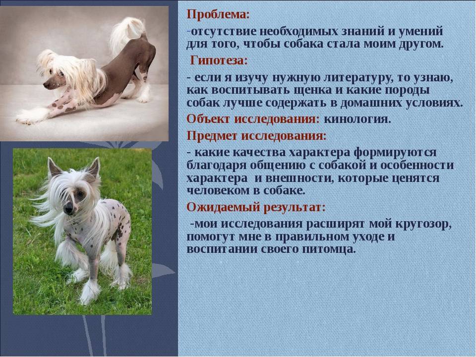 Пять великих, спокойных пород собак - собаки 2023