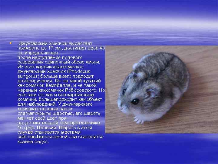 Хомяк
