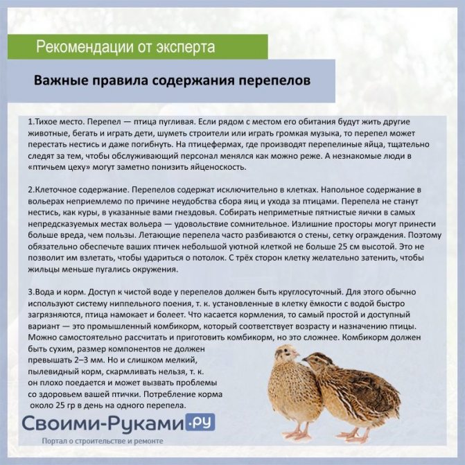 Чем кормить сову в домашних условиях: что едят в природе и как питаются в неволе, как кормить маленького совёнка, найденного в лесу