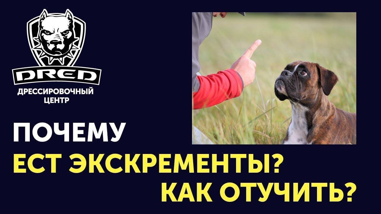 Собака ест кал: причины и способы борьбы