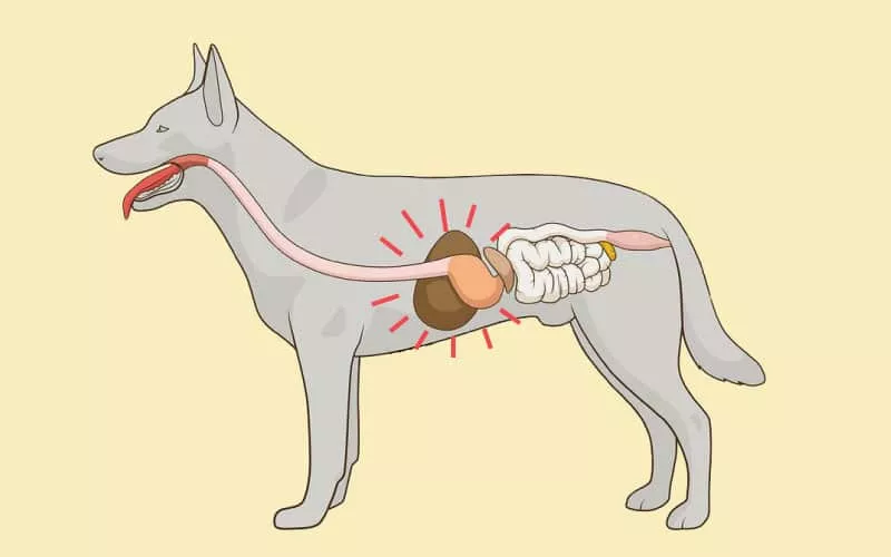 Заворот желудка у собаки: причины и как лечить