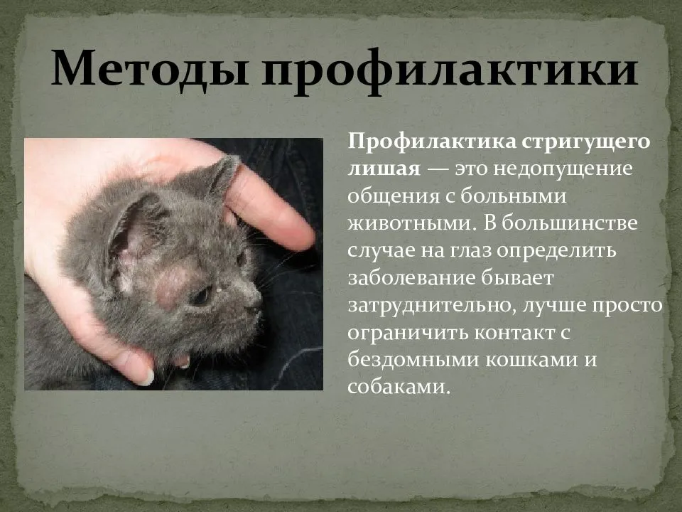 Болезни кожи у хомяков: лишай, парша, дерматофитоз