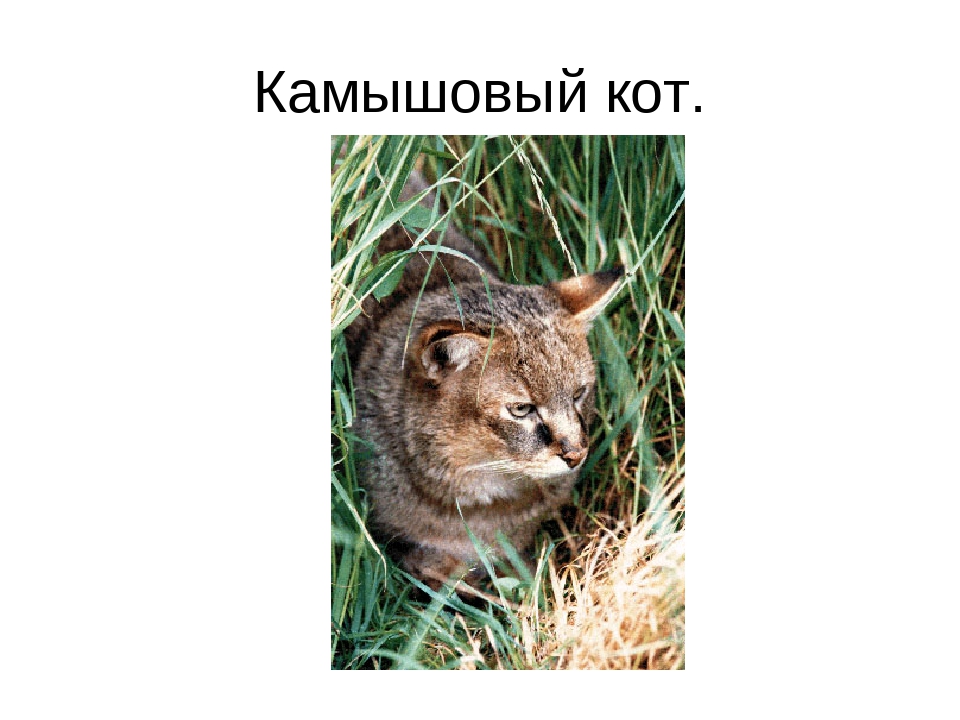 Любопытные факты о камышовом коте — domovod.guru