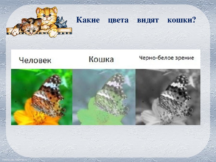 Какие цвета видят кошки? как кошки видят мир