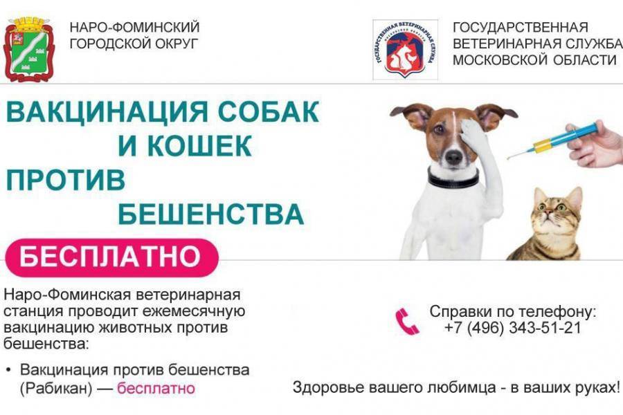 Вакцинация собак: график прививок