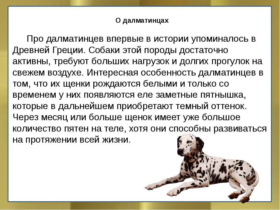 Далматин (далматинец) — описание породы собаки с фото