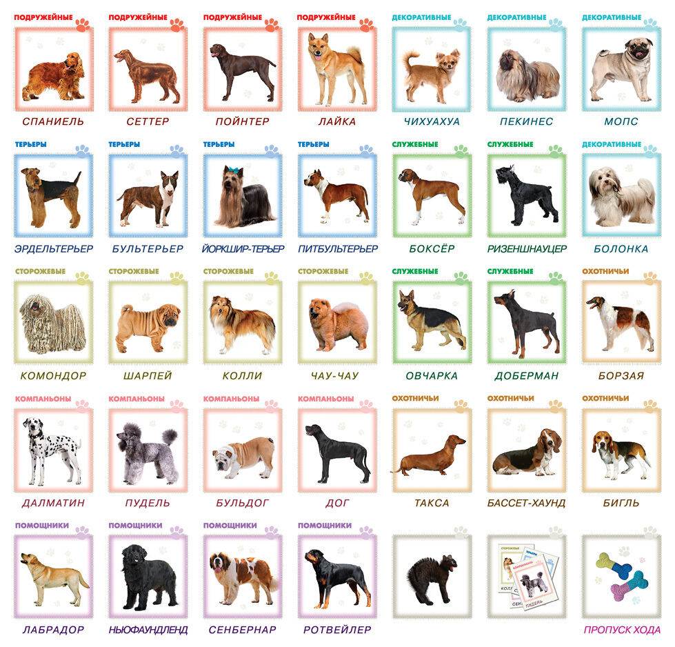 Порода на букву т. Породы собак с фотографиями и названиями. Фотографии собак с названиями. Породы всех собак с фотографиями и названиями. Продысабка сназванями.