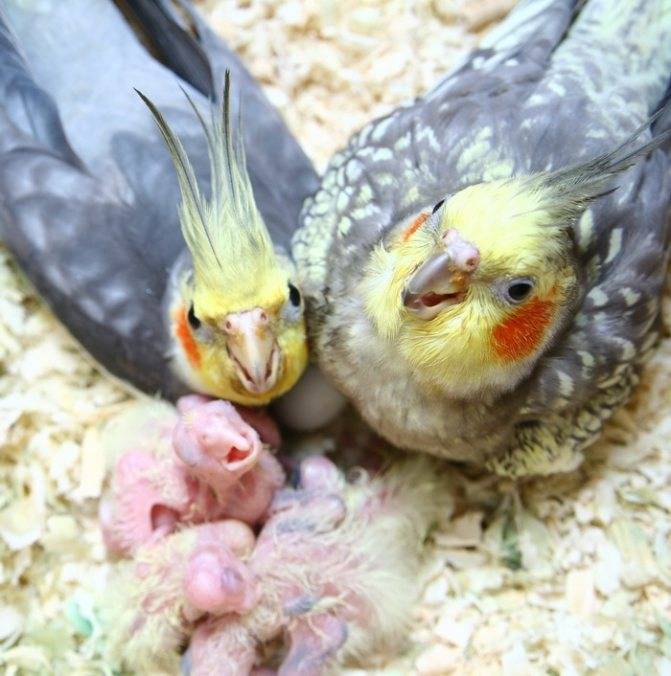 Кормление, уход и содержание попугая кореллы