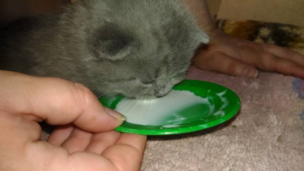 Кошка не пьет воду, что делать?
