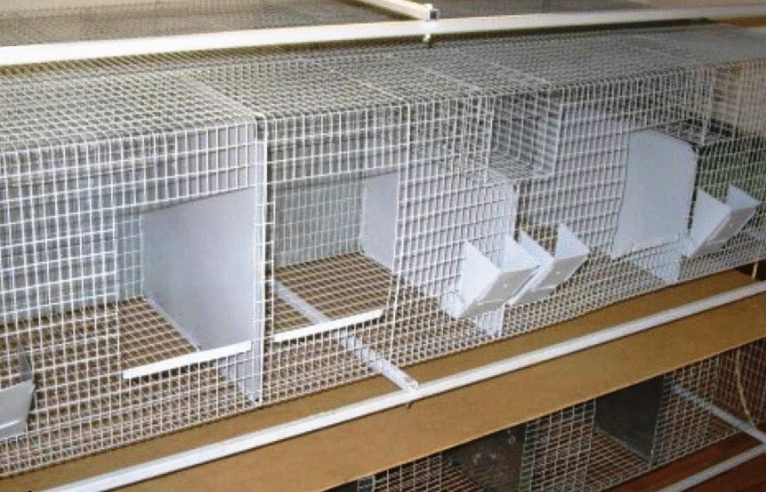 Разведение шиншилл на дому для бизнеса на продажу