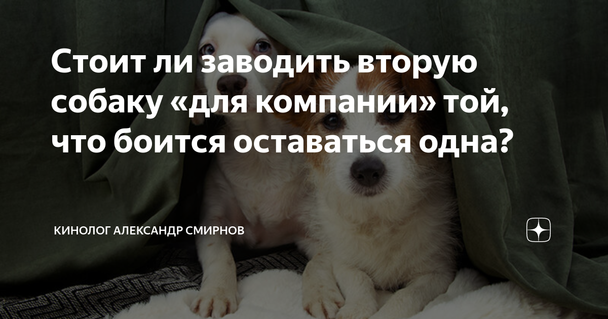 Стоит ли заводить собаку? плюсы и минусы владения собакой