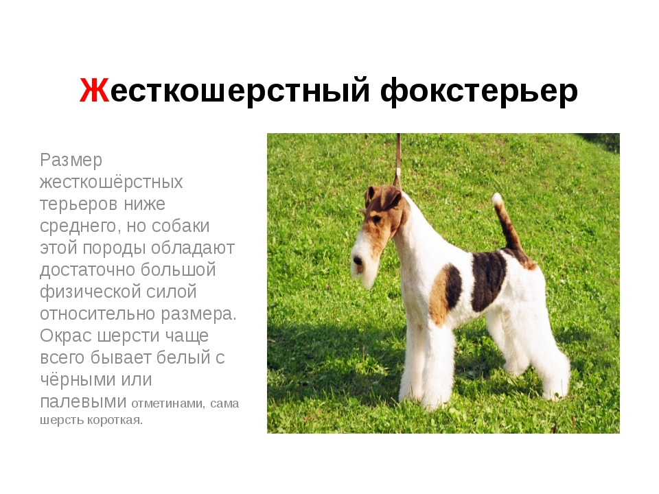 ᐉ описание породы жесткошёрстный фокстерье́р - ➡ motildazoo.ru