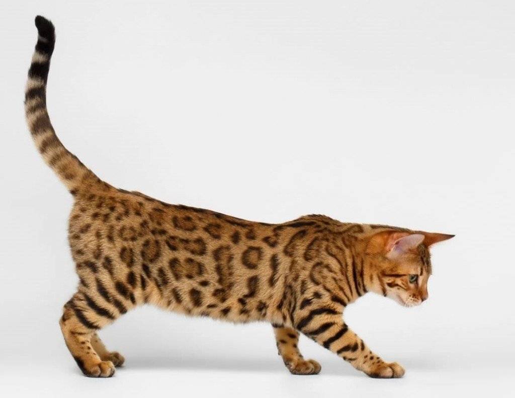 Калифорнийская сияющая кошка. особенности разведения. стоимость котят - мир кошек