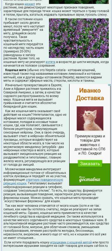 Кошачья мята, что это такое и как действует на кошачий организм, польза и вред растения