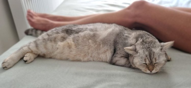 Почему мой кот спит на моих ногах? | домашние животные