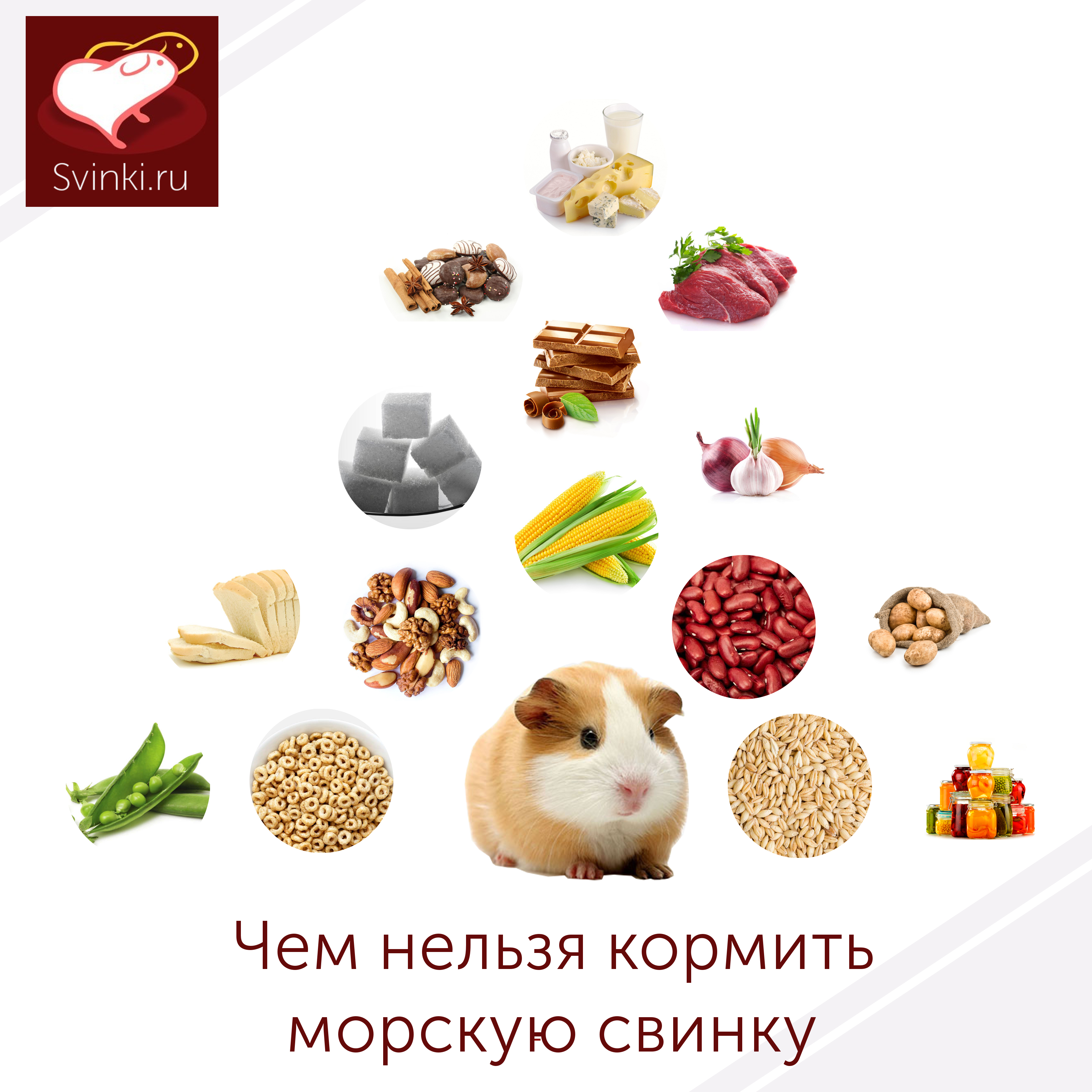 Чем кормить морскую свинку в домашних условиях: что можно давать, а что нельзя