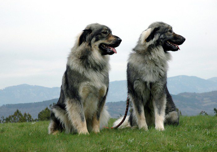 Порода собак комондор - венгерская сторожевая овчарка, похожая на швабру: описание, характеристика, плюсы и минусы