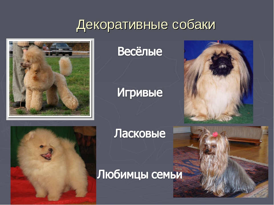 Декоративные породы собак — фотографии, названия, описание комнатных собачек