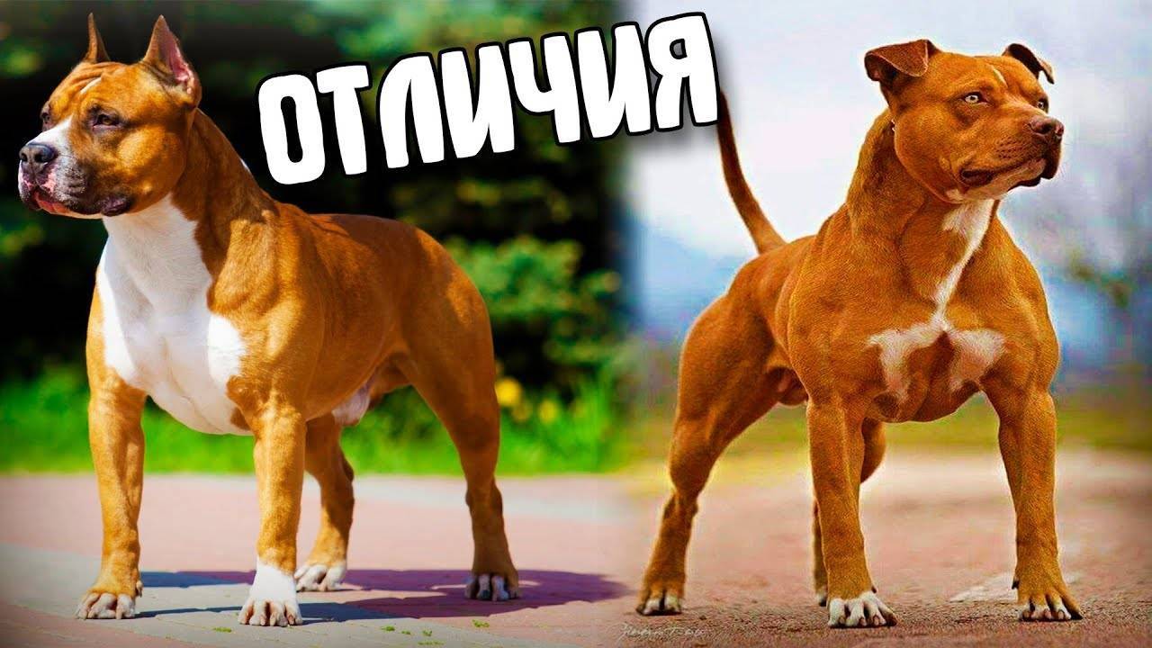 амстафф и питбуль отличия фото